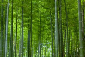 Bamboe Lyocell voor duurzame productie van actieve kleding
