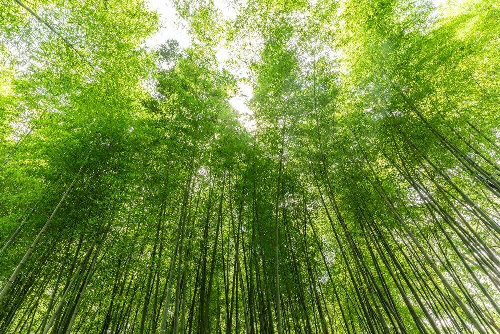 Organic bamboo for sustainable sportwear manufacturing