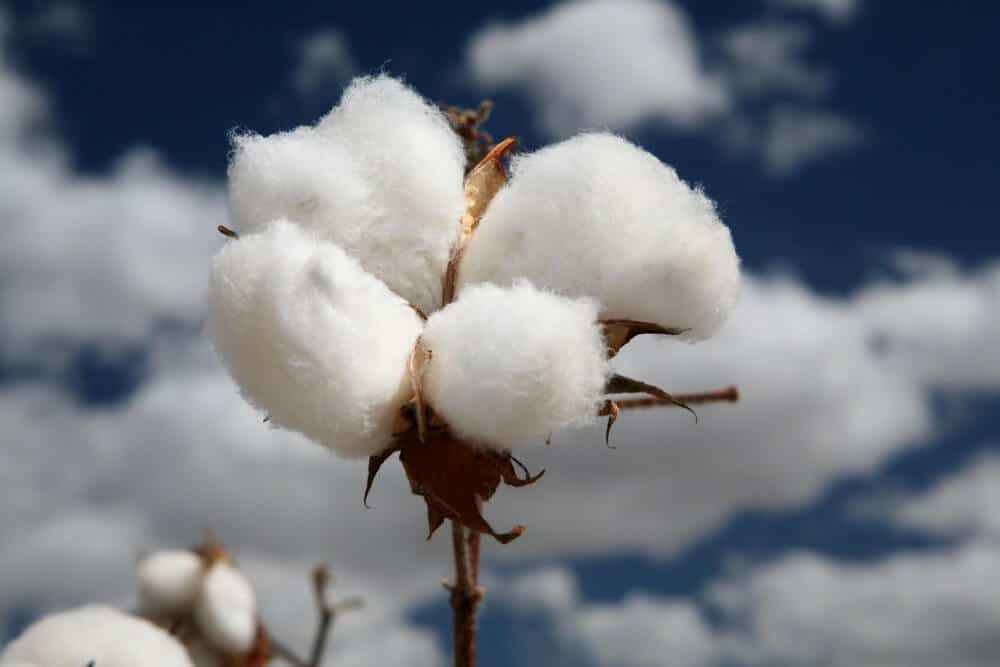 Organic cotton for sustainable activewear manufacturing
